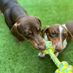 Axel & Aspen - @axelandaspen_thesausagedogs - Instagram