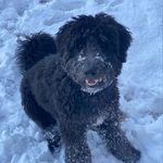 Axel Tux Baker - @axeltuxandroses - Instagram