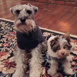 Axel & Baxter - @axandbax - Instagram
