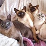 Axel, Mimi, Ollie & Baxter - @axmimolliebax - Instagram