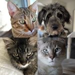 Trax, Axel, Baxter, & Chip - @trax.axel.baxter.chip - Instagram