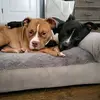 Axelbellapittie’s - @axel_bella_pitties - TikTok
