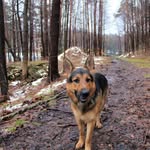 Axel Bennett - @axel.bennett_gsd - Instagram