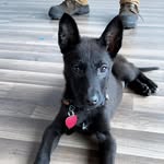 AXEL - @axel_black_maligator - Instagram