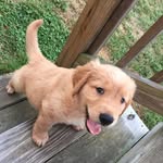 Axel Blake - @axelblakethegolden - Instagram