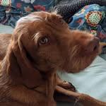 Axel Brown - @axel_brown_the_vizsla - Instagram