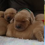 Axel Burch • Golden Retriever - @the.golden.axel - Instagram