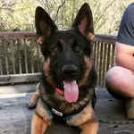 Axel Clark - @axel_clark_gsd - Instagram