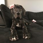 Axel Cook - @axelthegreatdane_ - Instagram