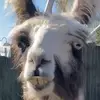 Axel Cooper - @lilrafikisteadypimpin - TikTok