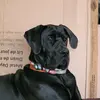 Nolanda Kemp - @axel.kemp.the.great.dane - TikTok