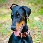 Axel Peters - @flash_and_dogs - Instagram
