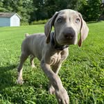 Axel Rose Phillips - @axelrosethepupster - Instagram