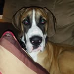 Axel - @axelporterthedane - Instagram