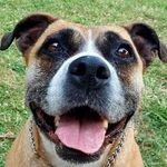 Axel Roque - @bad_squad_kennel - Instagram