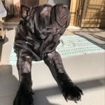Axel - @axelsharpei - Instagram