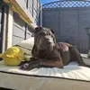 Axel the Sharpei - @axelsharpei - TikTok