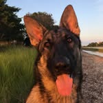 Axel - @_axel_shepherd_ - Instagram