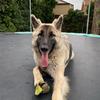 Axel 🐶🐕 - @axel_the_germanshepherd - TikTok
