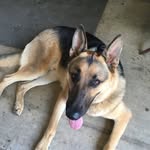 Axel - @axel.shepherd - Instagram