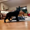 axel💚 - @axel.the.germanshepherd - TikTok
