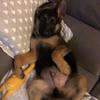 Axel - @axel_thegermanshepherd - TikTok