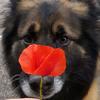 Axel - @axelgermanshepherd - TikTok