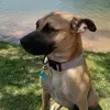 Axel - @axelgermanshepherdboxer - TikTok