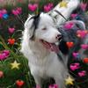 Axel (not Rose) - @axel_australianshepherd - TikTok