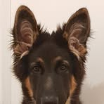 Axel Shepherd - Facebook