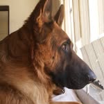 Axel_shepherd - @axel_shepherd5 - Instagram