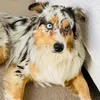 Axel The Aussie Shepherd - @axel_australian_shepherd - TikTok