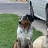 Axel the Australian Shepherd - @axeltheassie - TikTok