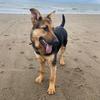 Axel the German Shepherd - @axel_the_german_shepherd - TikTok