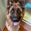 Axel the German Shepherd - @axel_germanshepherd - TikTok