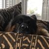 Axel the German shepherd - @axel_the_doggy - TikTok