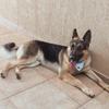 Axel THE MAGNIFICENT - @germanshepherd.axel - TikTok