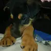 Axel_The_RottieShepherd - @axel_the_rottieshepherd - TikTok