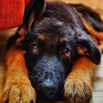 Axel_the_shepherd - @axel_shepherd2149 - Instagram