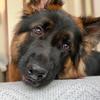 Axel_thegermanshepherd_ - @axel_thegermanshepherd_ - TikTok