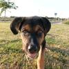 axel_theshepherd - @axel_theshepherd - TikTok