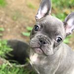 Axel Stone - @axel_thefrenchie_stone - Instagram
