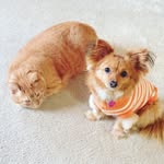 Gracie, Axel, Peeta, Bamboo, Gilbert, Sullivan - @this_garvin_house - Instagram