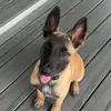 Belgian Malinois - @axelswordyourlivinginit - TikTok