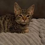 Axel Wallace - @axelthecoolcat2022 - Instagram