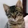 Axel Wallace - @axel_the_cool_cat - TikTok