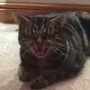 Axel Ward - @axelthecat_07 - TikTok