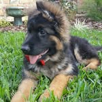 Axel Webster - @axel_thegermanshepherddog - Instagram