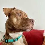 Axel 🐶 - @axel_whitesocks - Instagram
