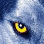 Axel Wolf - @axelwolf852 - Instagram